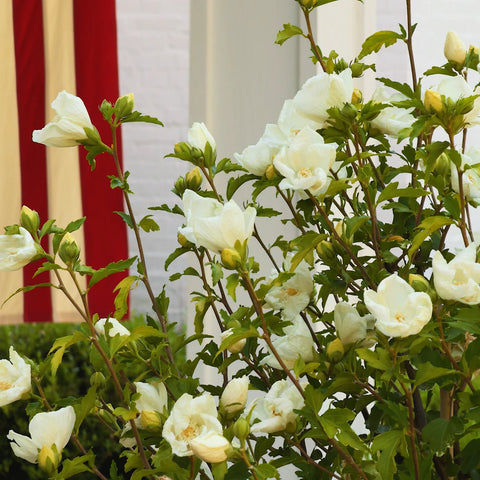 White Chiffon Hibiscus Tree