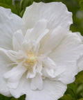 White Chiffon® Hibiscus Tree