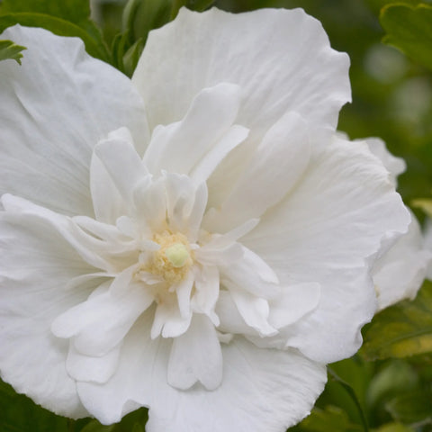 White Chiffon® Hibiscus Tree