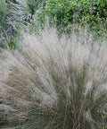 White Cloud Muhly Grass