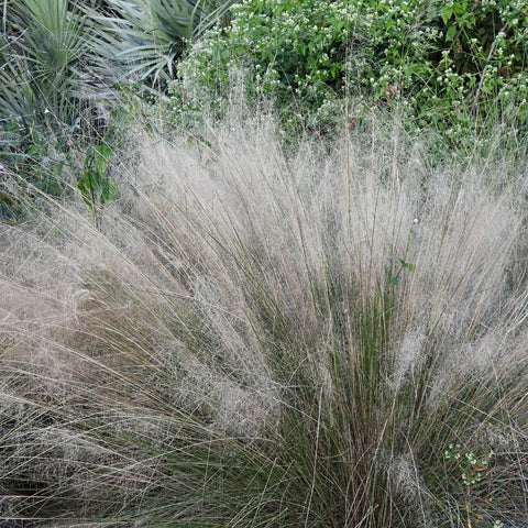 White Cloud Muhly Grass