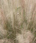 White Cloud Muhly Grass