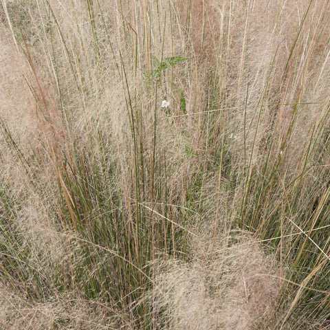 White Cloud Muhly Grass