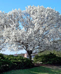 White Dogwood