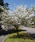 White Dogwood