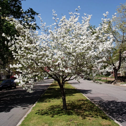 White Dogwood