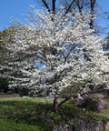 White Dogwood