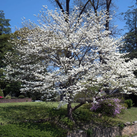 White Dogwood