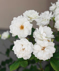 White Drift Rose Bush