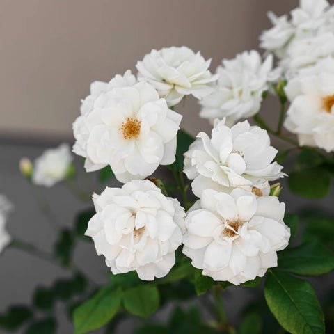 White Drift Rose Bush