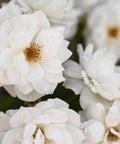 White Drift Rose Bush