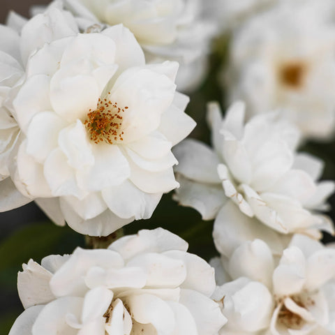 White Drift Rose Bush