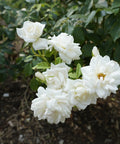 White Drift Rose Bush