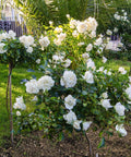 White Drift Rose Tree