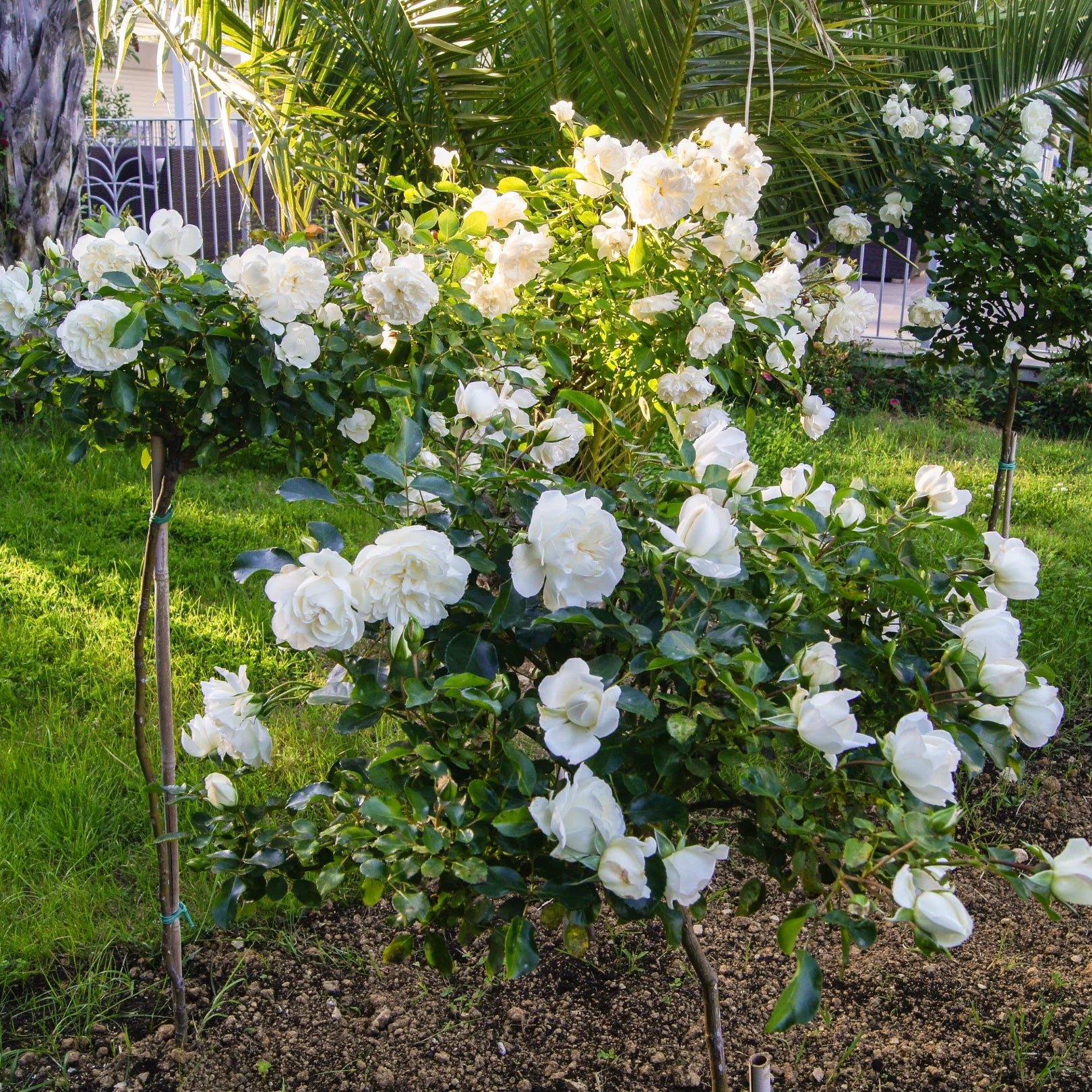 White Drift Rose Tree | Beautiful White Blooming Rose Tree – Simply Trees