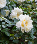 White Drift Rose Tree