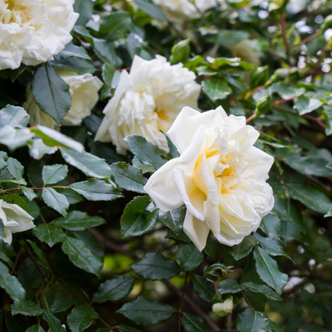 White Drift Rose Tree