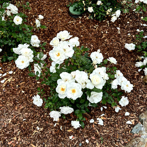 White Iceberg Shrub Rose