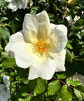 White Knock Out Rose Tree