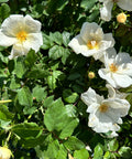 White Knock Out Rose Tree