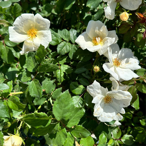 White Knock Out Rose Tree