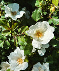 White Knock Out Rose Tree