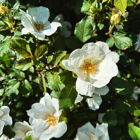 White Knock Out Rose Tree