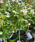 White Knock Out Rose Tree