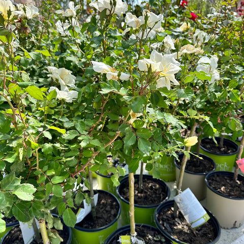 White Knock Out Rose Tree