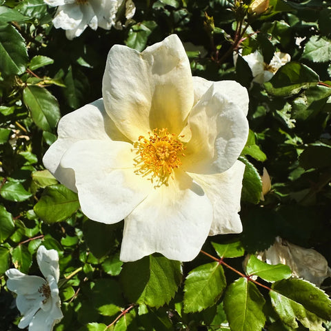 White Knock Out Rose Tree