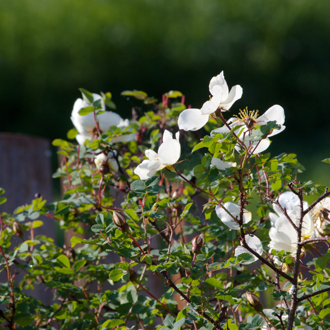 White Knockout Rose Bush