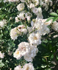 White Lady Banks Climbing Rose