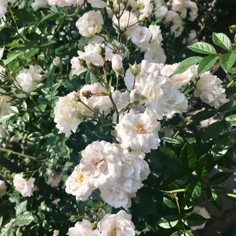 White Lady Banks Climbing Rose