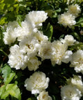 White Lady Banks Climbing Rose