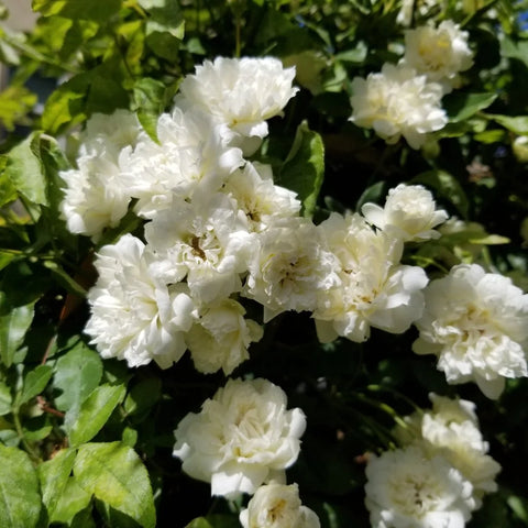 White Lady Banks Climbing Rose