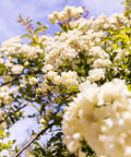 White Lady Banks Climbing Rose