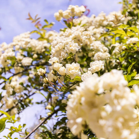 White Lady Banks Climbing Rose