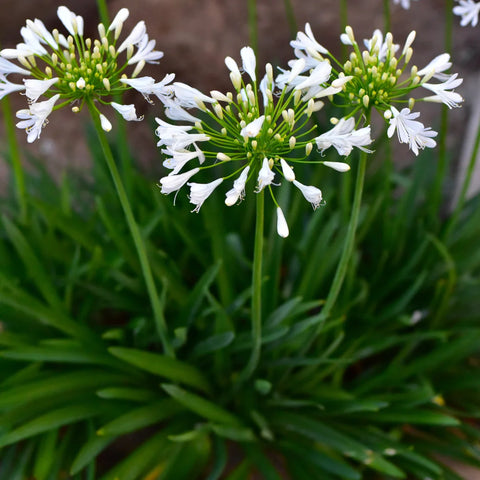 White Lily of the Nile