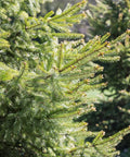 White Spruce Tree