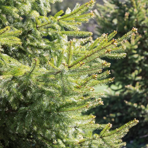 White Spruce Tree