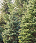 White Spruce Tree