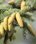 White Spruce Tree