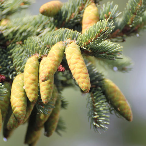 White Spruce Tree