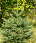 White Spruce Tree