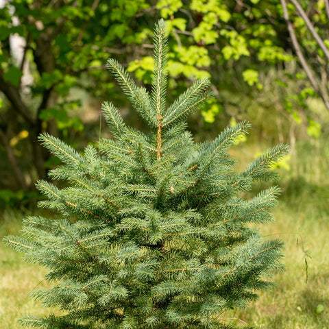 White Spruce Tree
