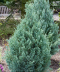 Wichita Blue Juniper