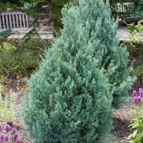 Wichita Blue Juniper