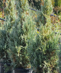 Wichita Blue Juniper Tree