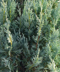 Wichita Blue Juniper Tree