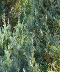 Wichita Blue Juniper Tree